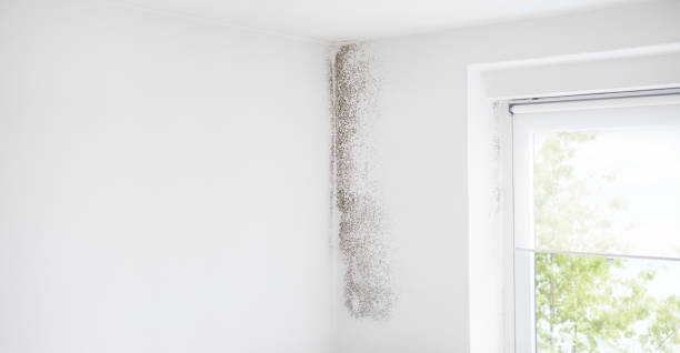 Best Crawl Space Mold Remediation  in Wright, FL