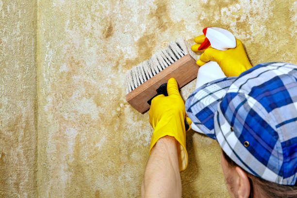 Best Forensic Mold Investigation  in Wright, FL