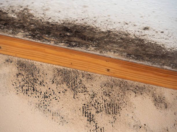  Wright, FL Mold Removal Pros